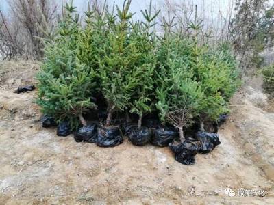 那山，那樹，那人