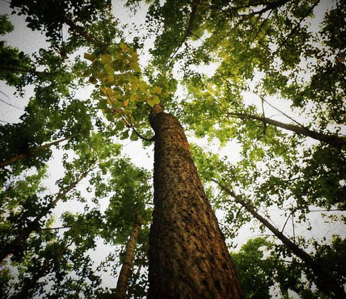 83.2米 中國最高樹木記錄再刷新，為何全球大樹都難破120米之謎