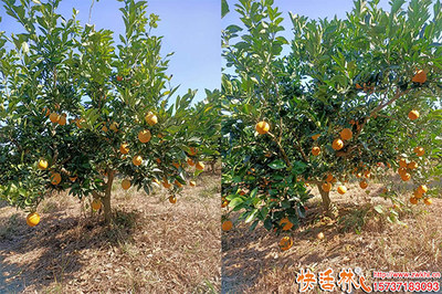 臍橙防凍技術要點與優質植物防凍劑品牌推薦