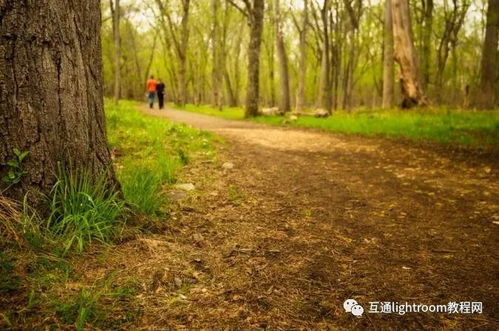 告別平庸視角，六招解鎖森林樹木攝影的非凡美感